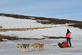 Dog sledding (12)